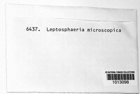 Leptosphaeria microscopica image